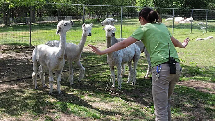 Hilarious Zookeepers Recreate Jurassic World Scene With Animals