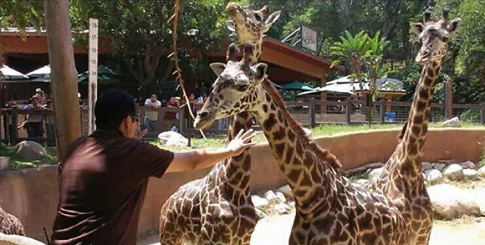Hilarious Zookeepers Recreate Jurassic World Scene With Animals