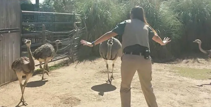 Hilarious Zookeepers Recreate Jurassic World Scene With Animals