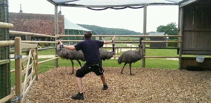 Hilarious Zookeepers Recreate Jurassic World Scene With Animals