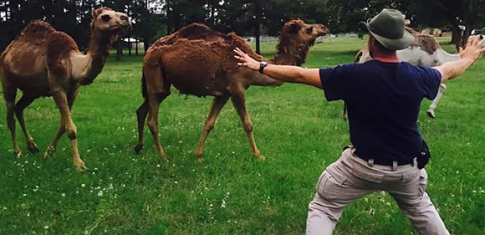 Hilarious Zookeepers Recreate Jurassic World Scene With Animals