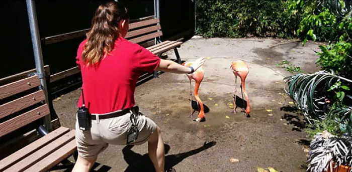 Hilarious Zookeepers Recreate Jurassic World Scene With Animals