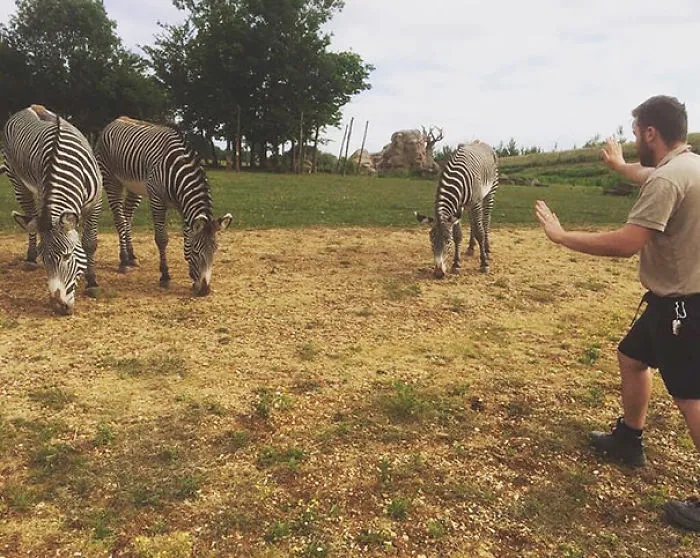 Hilarious Zookeepers Recreate Jurassic World Scene With Animals