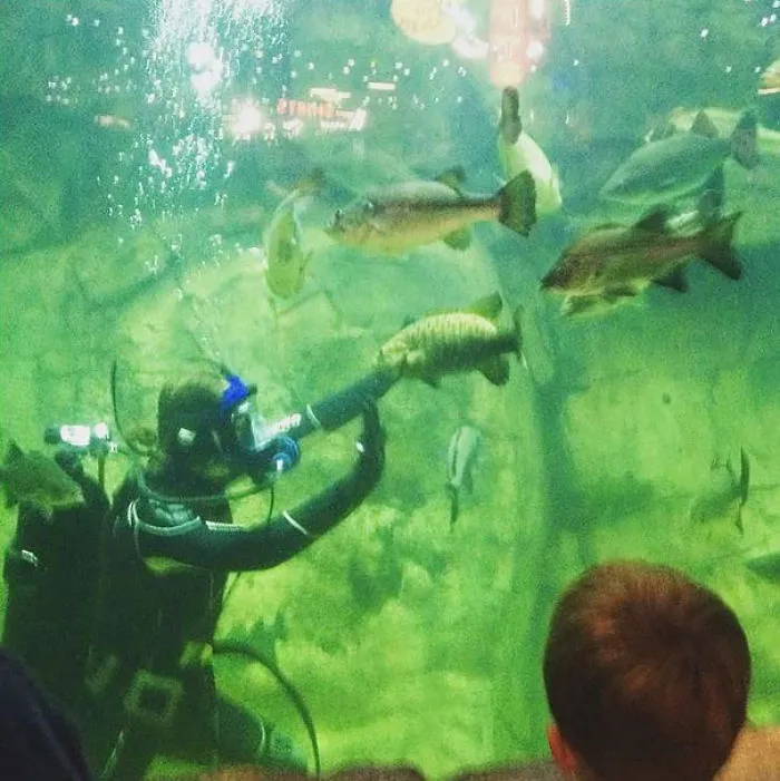 Hilarious Zookeepers Recreate Jurassic World Scene With Animals
