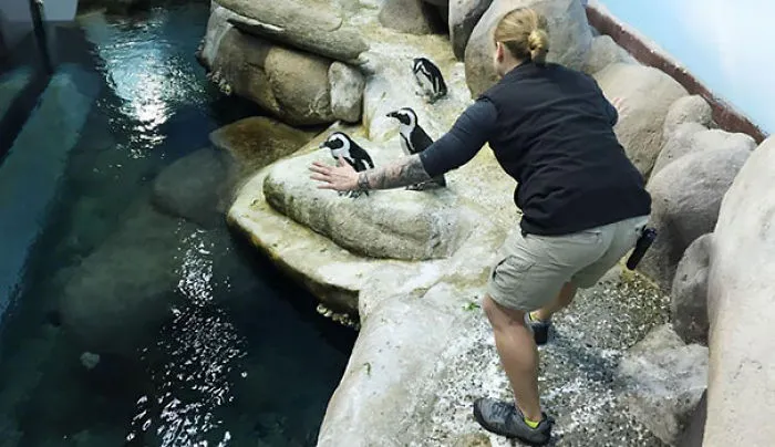 Hilarious Zookeepers Recreate Jurassic World Scene With Animals