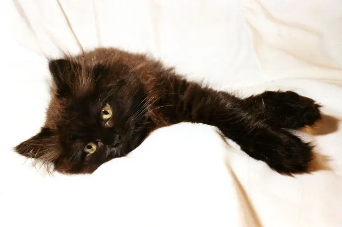 Reclining Young Tomcat