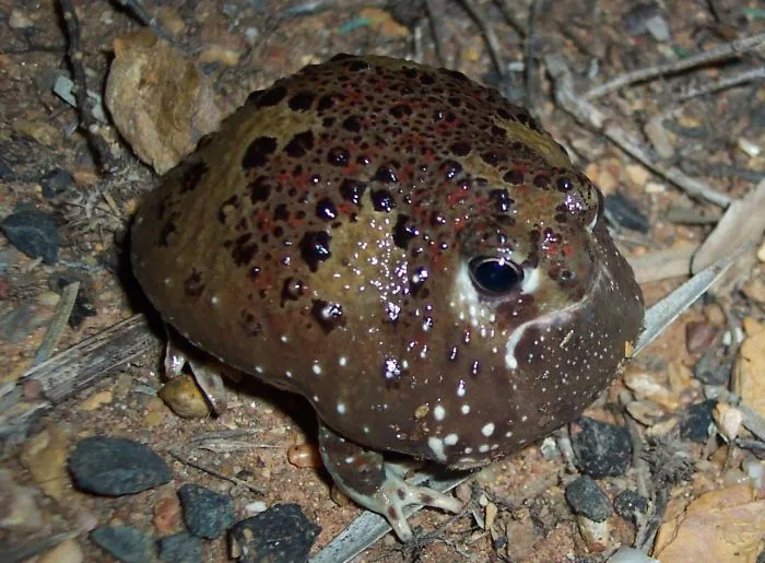 The Happy Blob
