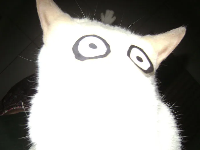 Cat Owners In Japan Are Turning Their Pets Into Totoro