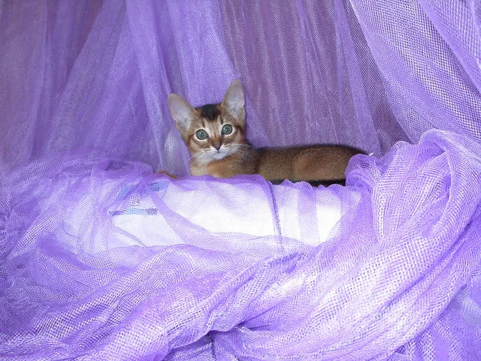 Boudoir Aby
