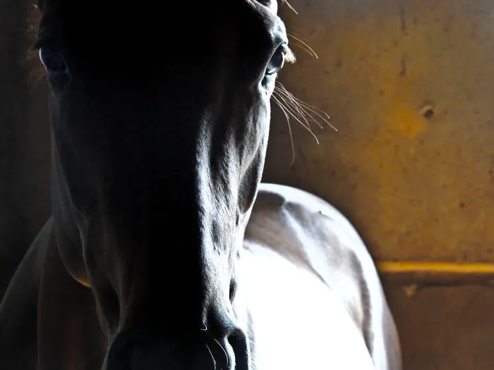Thoroughbred, Quarter Horse..... More Than A Sport For Men.