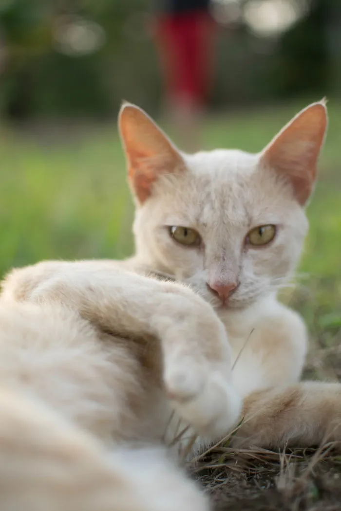 Seductive Cat Is Seductive