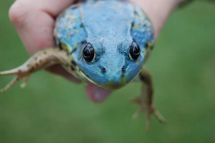 American Bull Frog, Missing Yellow Pigment
