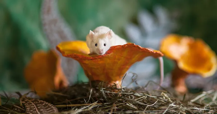 Animals Rescued From Labs Become Magic Models In Alice-In-Wonderland Photoshoot