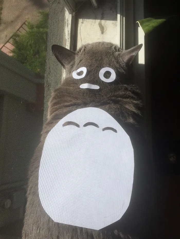 Cat Owners In Japan Are Turning Their Pets Into Totoro