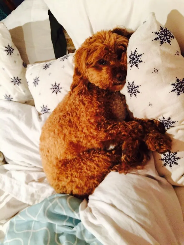 50 Sleepy Dogs Who're Definitely Not Letting You Sleep In Your Bed Tonight