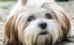 Hot Dogs: My Collection Of Cool Dogs In Their Natural Urban Habitats