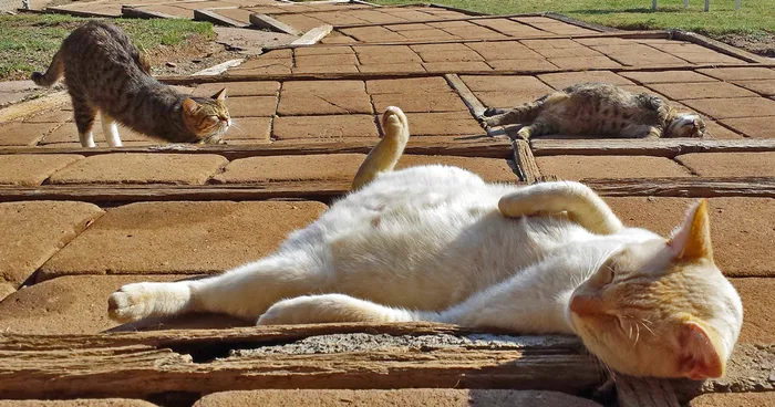 Every Week I Photograph Cats At The Largest No-kill Cat Sanctuary In California (700+ Cats)