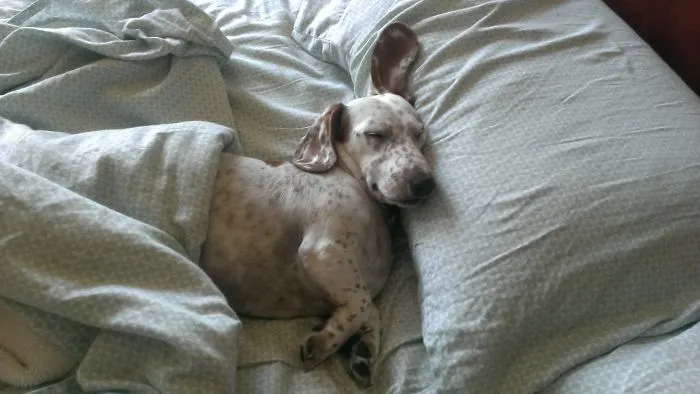 50 Sleepy Dogs Who're Definitely Not Letting You Sleep In Your Bed Tonight