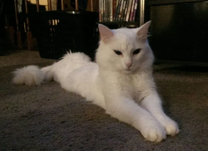 Draw Me Like One Of Your French Men.