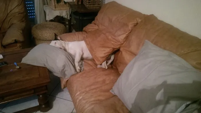 50 Sleepy Dogs Who're Definitely Not Letting You Sleep In Your Bed Tonight