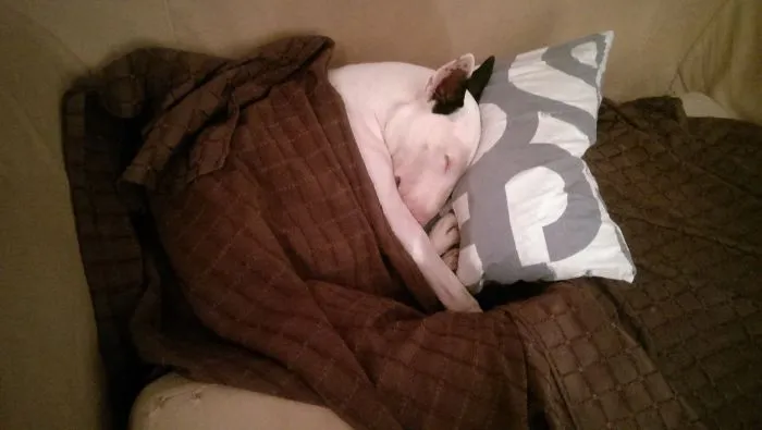 50 Sleepy Dogs Who're Definitely Not Letting You Sleep In Your Bed Tonight