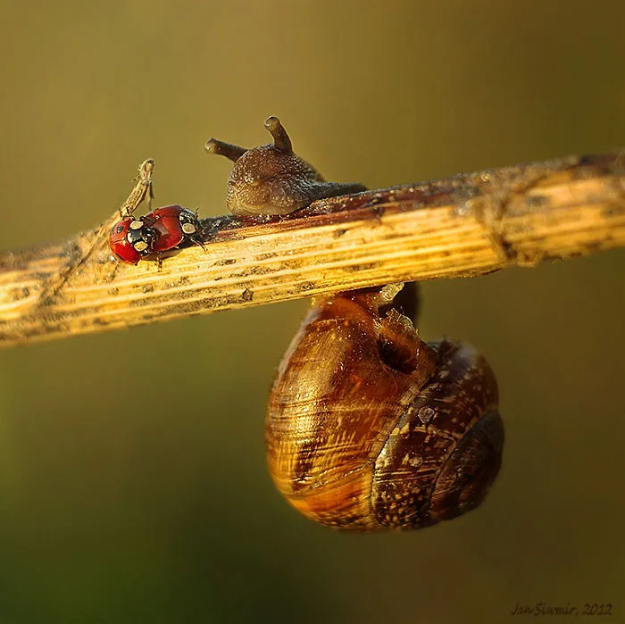 Peeping Tom
