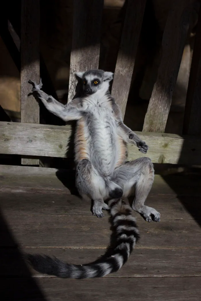 Lemur Posing