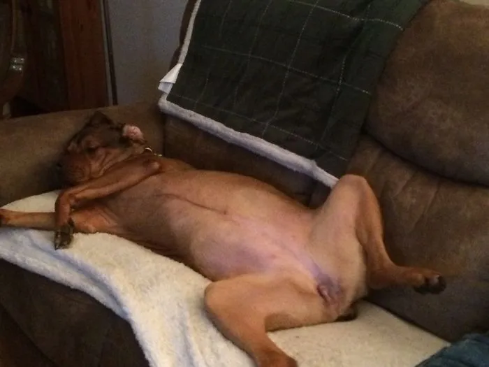 Miss December, Dog Fancy