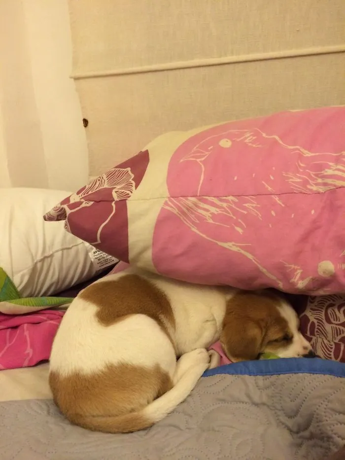 50 Sleepy Dogs Who're Definitely Not Letting You Sleep In Your Bed Tonight