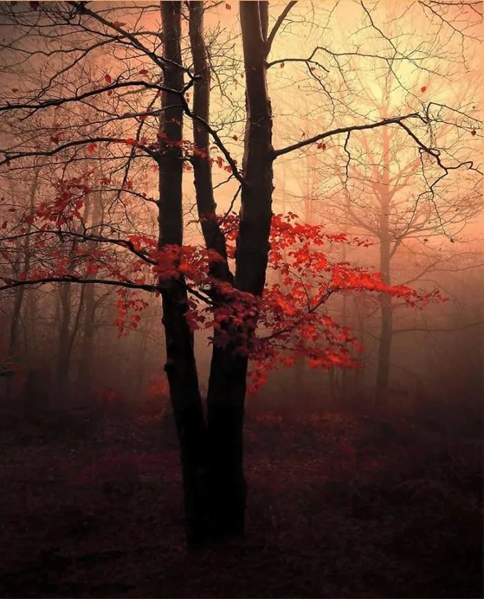 Nature