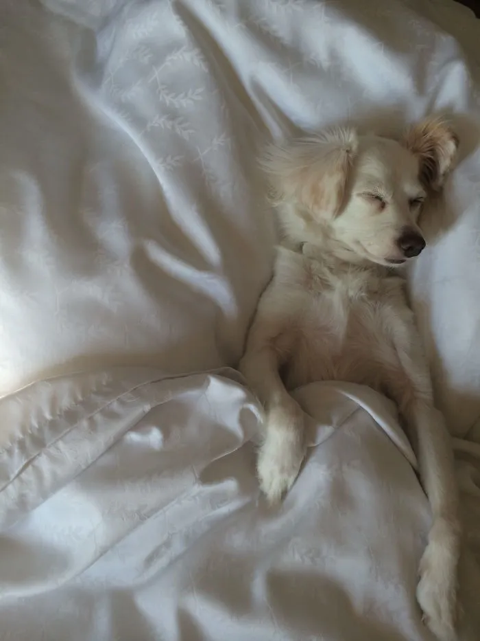 50 Sleepy Dogs Who're Definitely Not Letting You Sleep In Your Bed Tonight