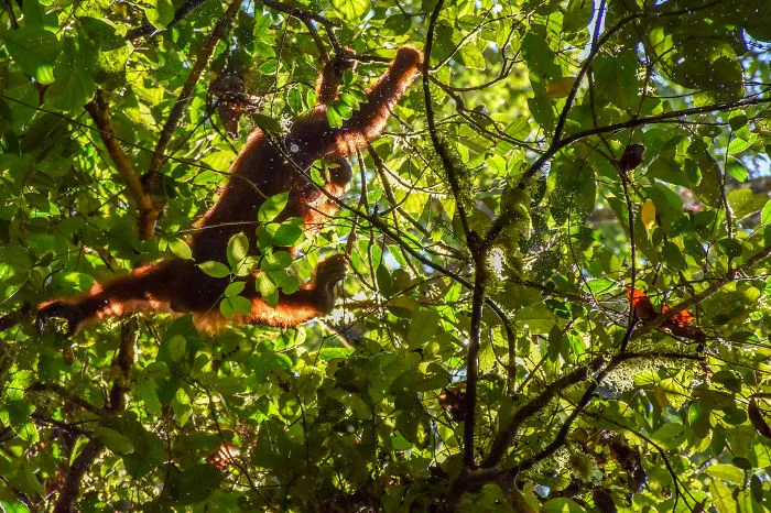 My Best Shots From Sabah - Borneo