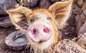 I Loved Friendly Pigs From Cabo Verde Until I Met Them Face To Face