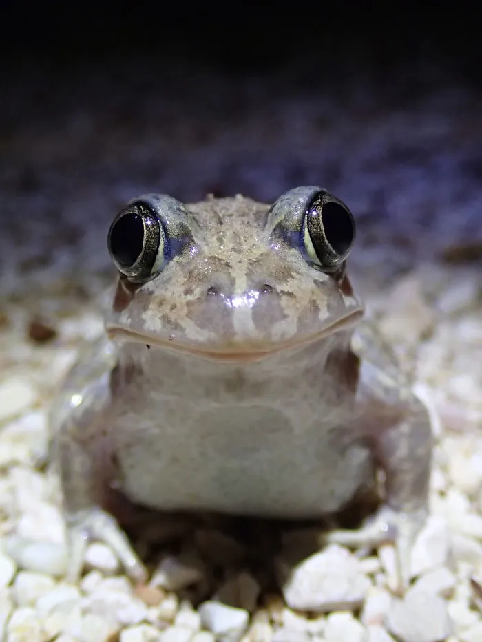 Iberian Spadefoot Toad