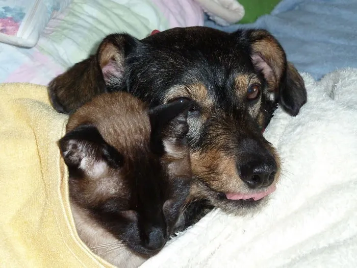 50 Sleepy Dogs Who're Definitely Not Letting You Sleep In Your Bed Tonight
