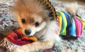 Pom Pom Chewy The Pajama Wearing Puppy
