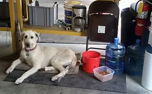 Today Is National Take Your Dog to Work Day (30 Pics)