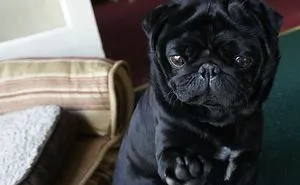 177 Animals Posing For The Camera Like Pros