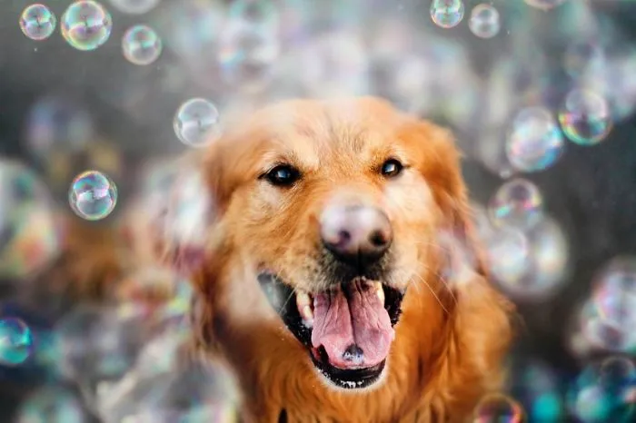 The Most Photogenic Dog Breed - The Gorgeous Golden Retriever