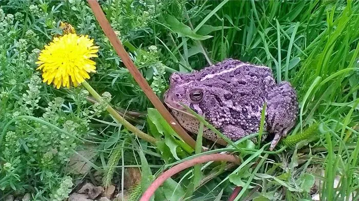 Bufo Americanus