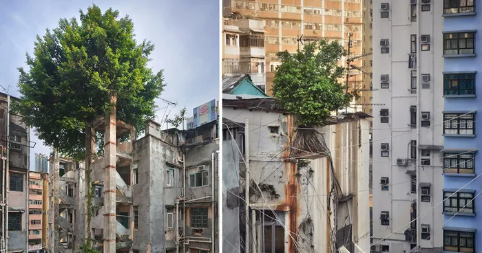 Plants Winning A Fight Against Concrete