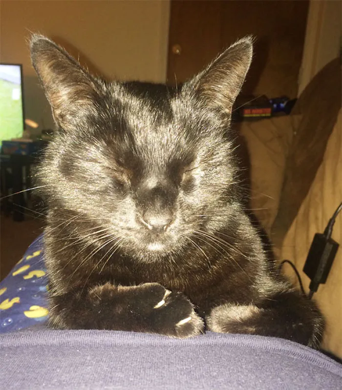My Girlfriend And I Adopted A 5 Year Old Cat From A Shelter And He's Finally Settling In