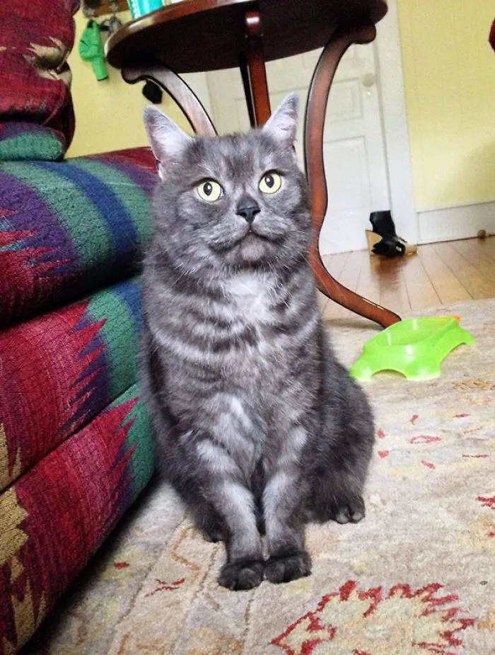 Meet My New Adopted Cat Jerry. He Is 7 Years Old