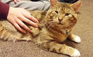 120 Of The Oldest Cats Adopted By People With The Biggest Hearts