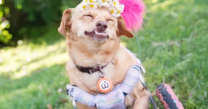I Saved A Dog From Euthanasia And Now She Happily Runs In A Wheelchair