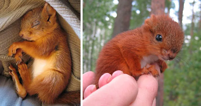 A Badly Injured Baby Squirrel Gets Adopted By Humans