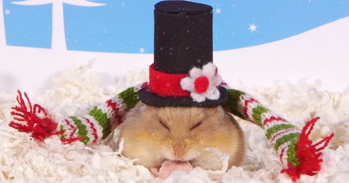 Cute Hamsters: 12 Days Of Christmas (Pics And Videos)