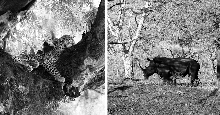African Wildlife In Black And White