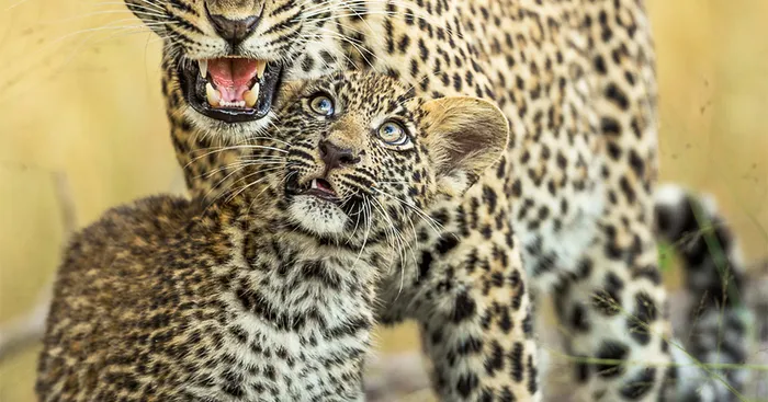 Appreciate And Protect Africa's Predators