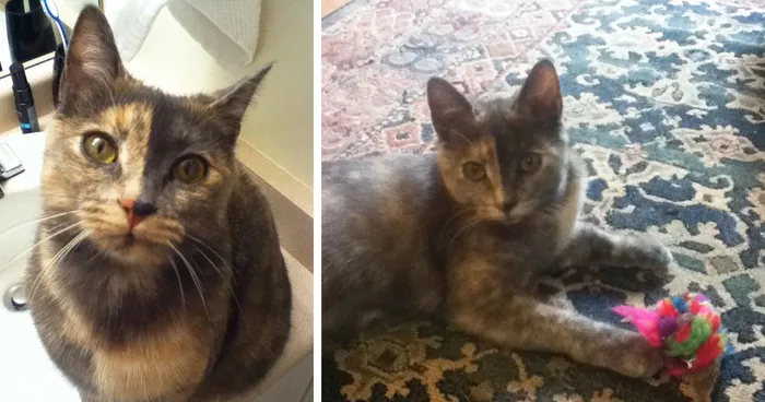 The Story Of My Cat Alice - A Two-Faced Kitten